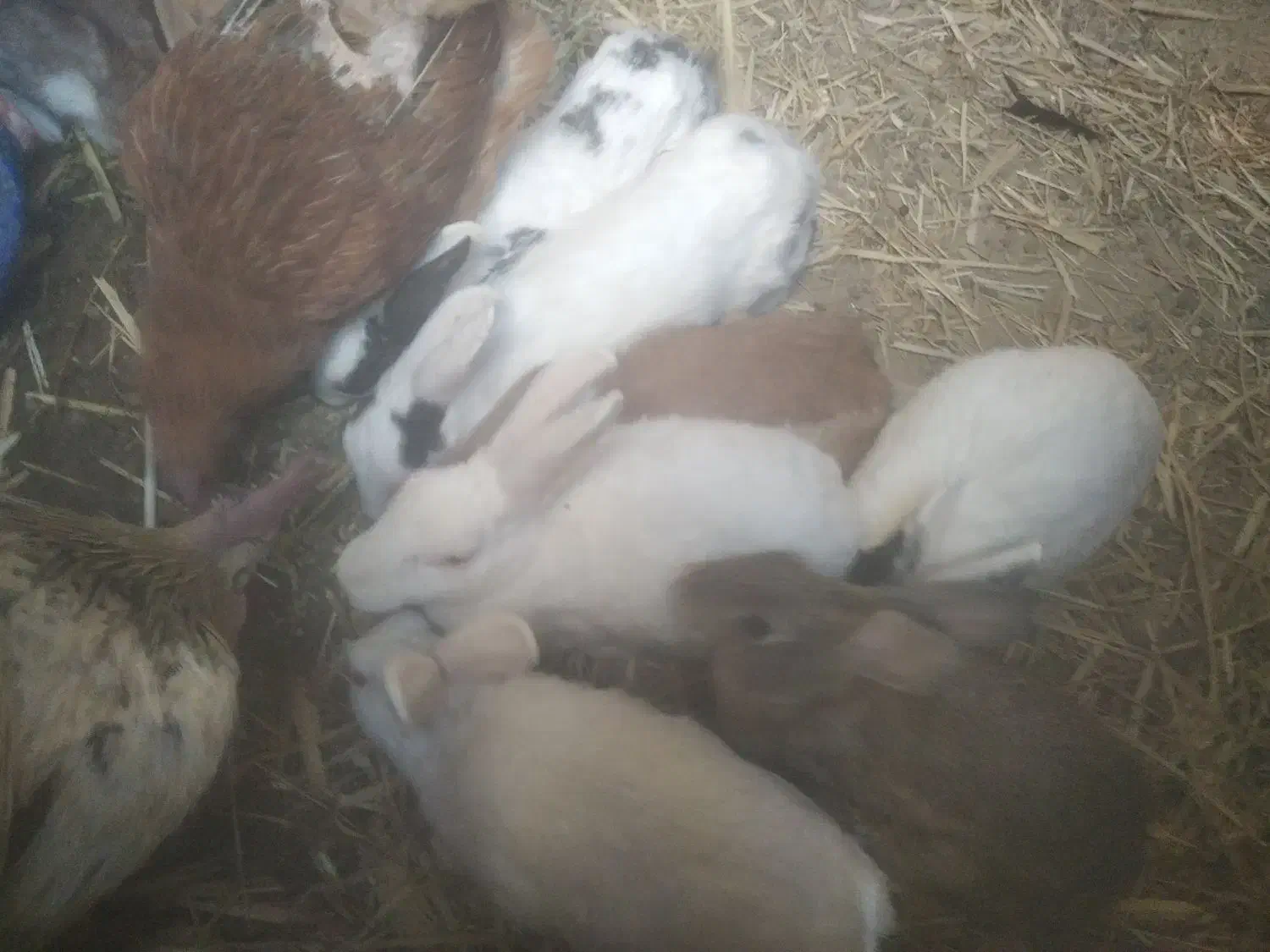 5عدد خرگوش بالغ ابست بفروش میرسد|موش و خرگوش|زهک, |دیوار