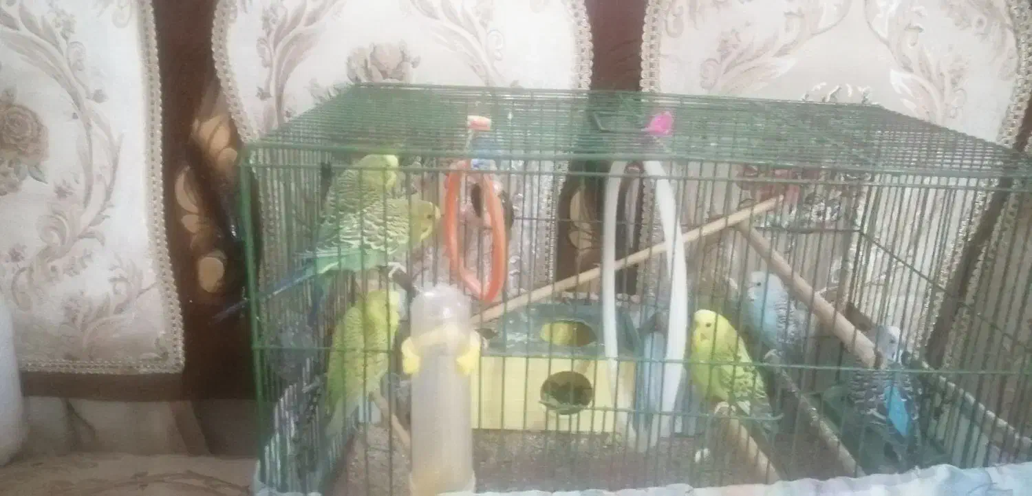 مرغ عشق|پرنده|قرچک, باقرآباد|دیوار