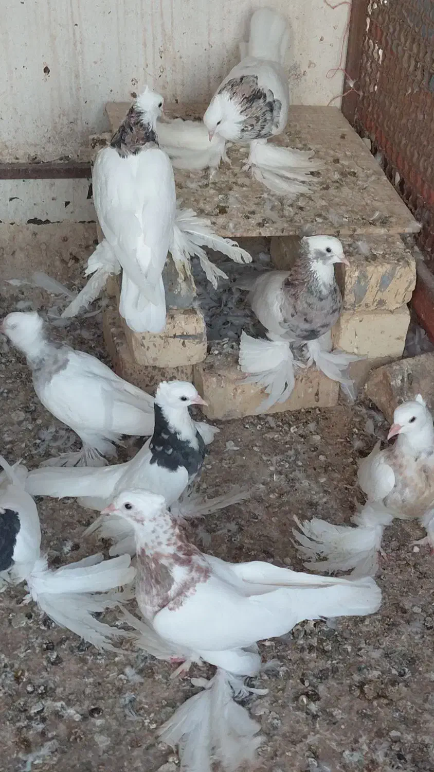 انواع کبوترهای طوقی پاپَربلند سلطانی ب شرط تخم|پرنده|کوخرد هرنگ, |دیوار