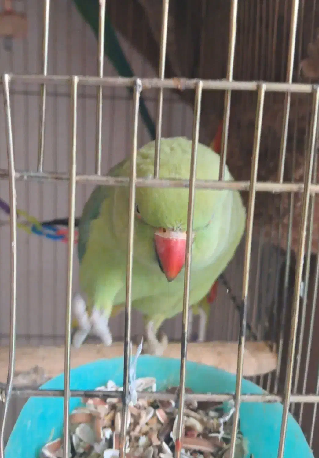 طوطی ملنگو ماده|پرنده|فردیس, فردیس|دیوار