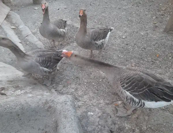 غاز بزرگ|حیوانات مزرعه|کوزران, |دیوار