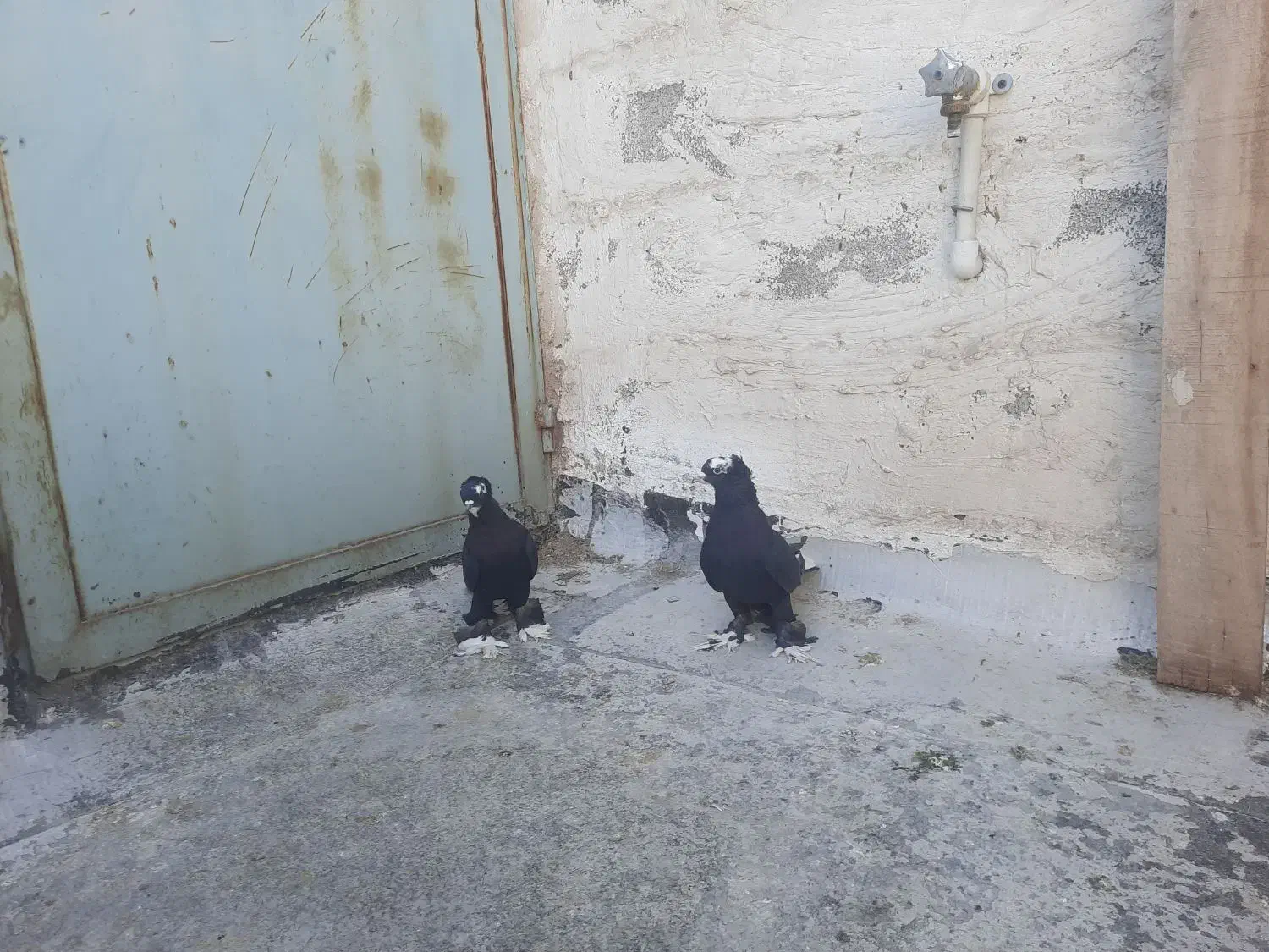 کفتر|حیوانات|تبریز, |دیوار