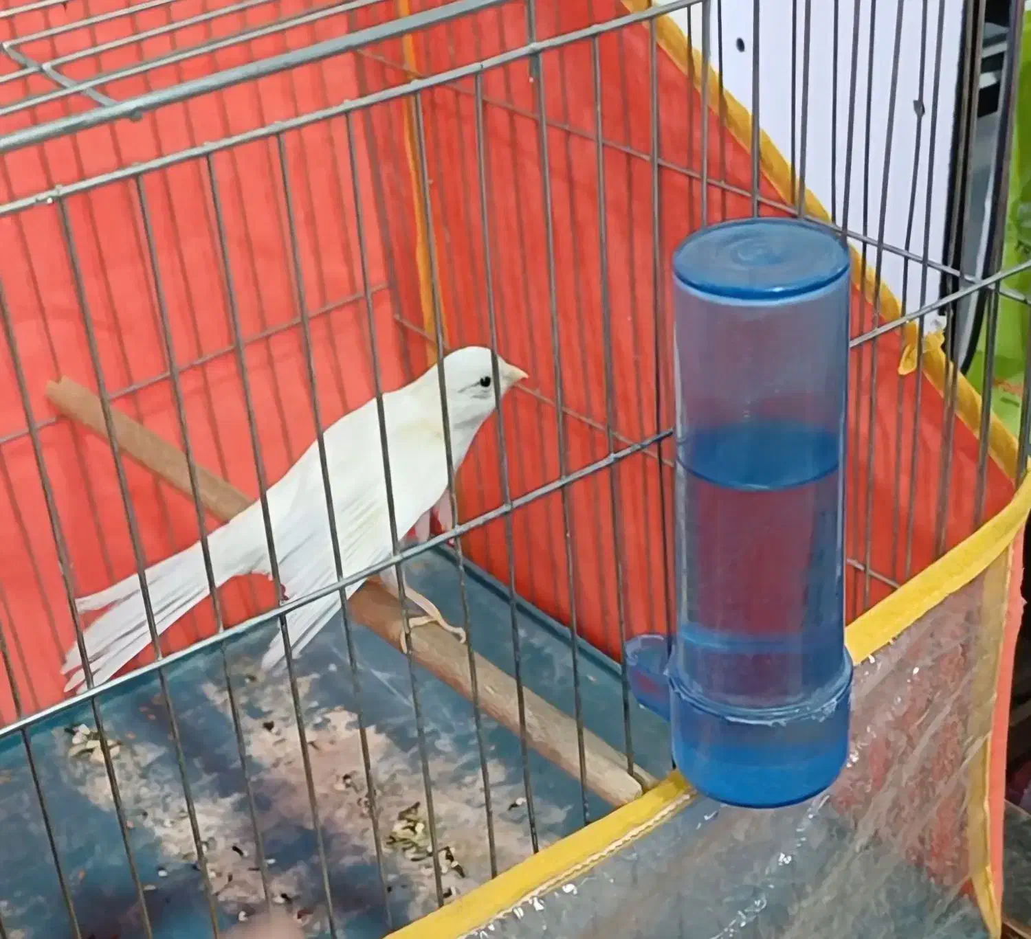 قناری نر سفید دستی|پرنده|شیراز, کوزه گری|دیوار