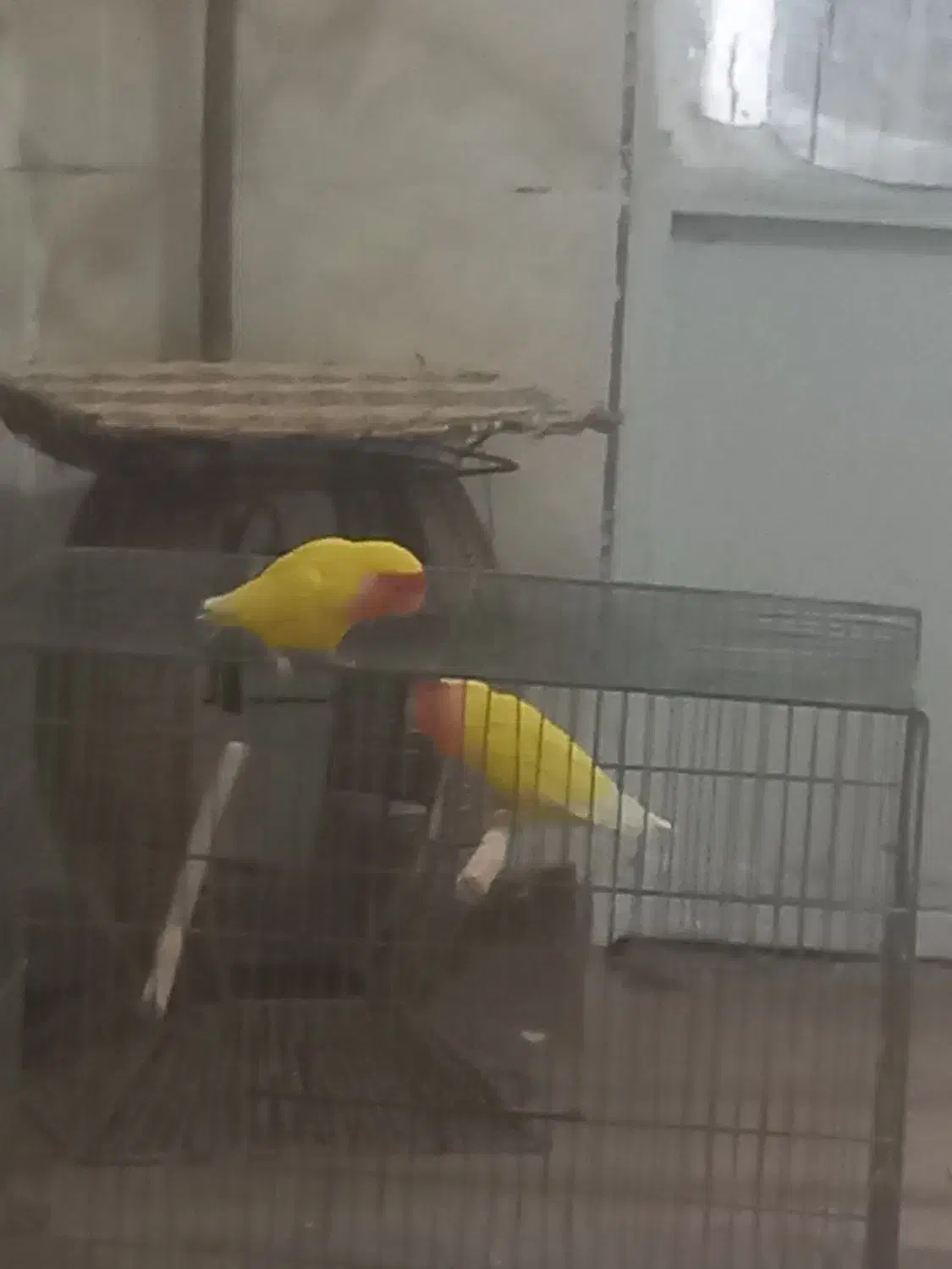 کوتوله برزیلی|پرنده|قم, رضویه|دیوار