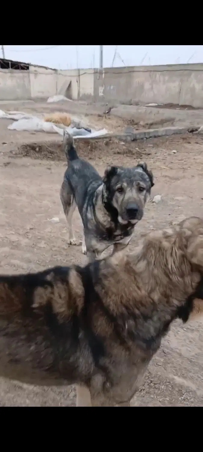 سگ سرابی|سگ|هشتگرد, قاسم آباد بزرگ|دیوار