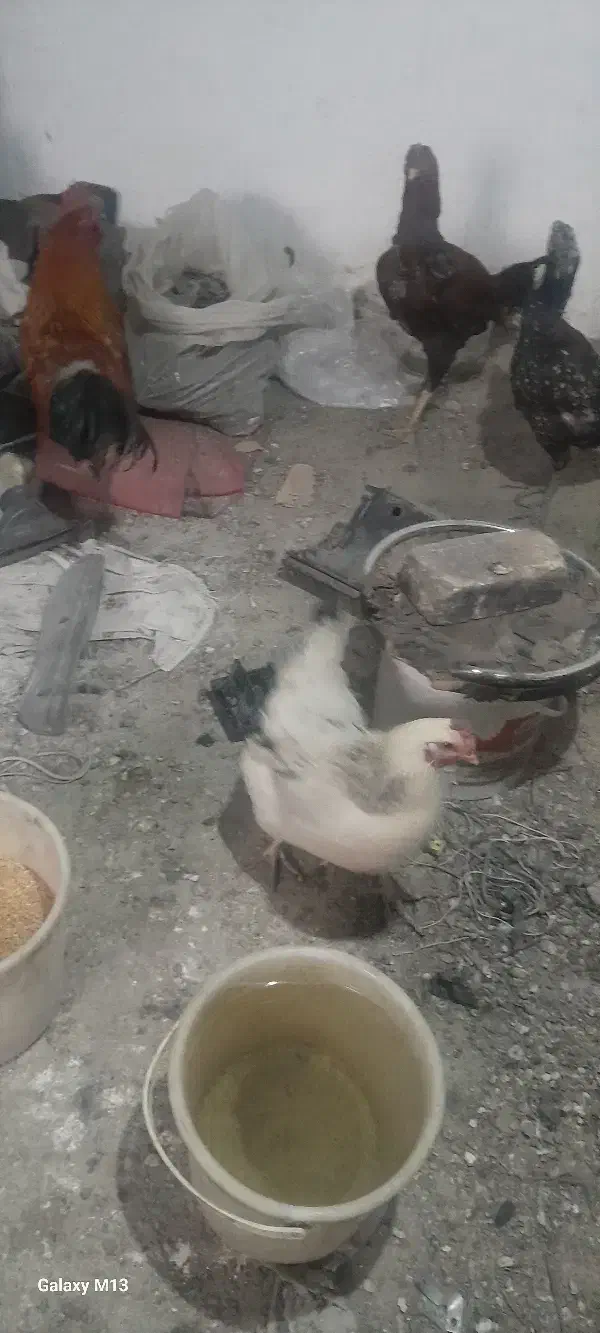 مرغ و خروس|حیوانات مزرعه|فردوسیه, |دیوار