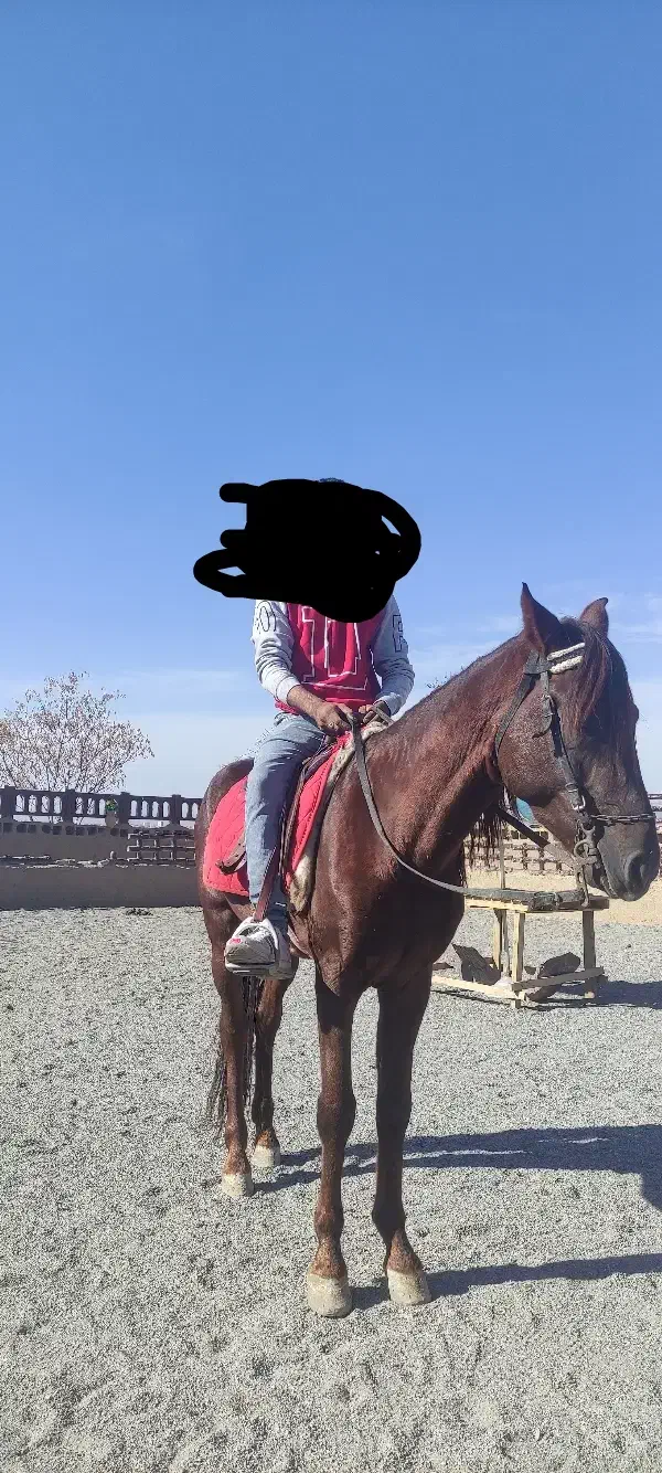 اسب دو رگ ترکمن و هلندی نریان|اسب و تجهیزات اسبسواری|بیرجند, |دیوار