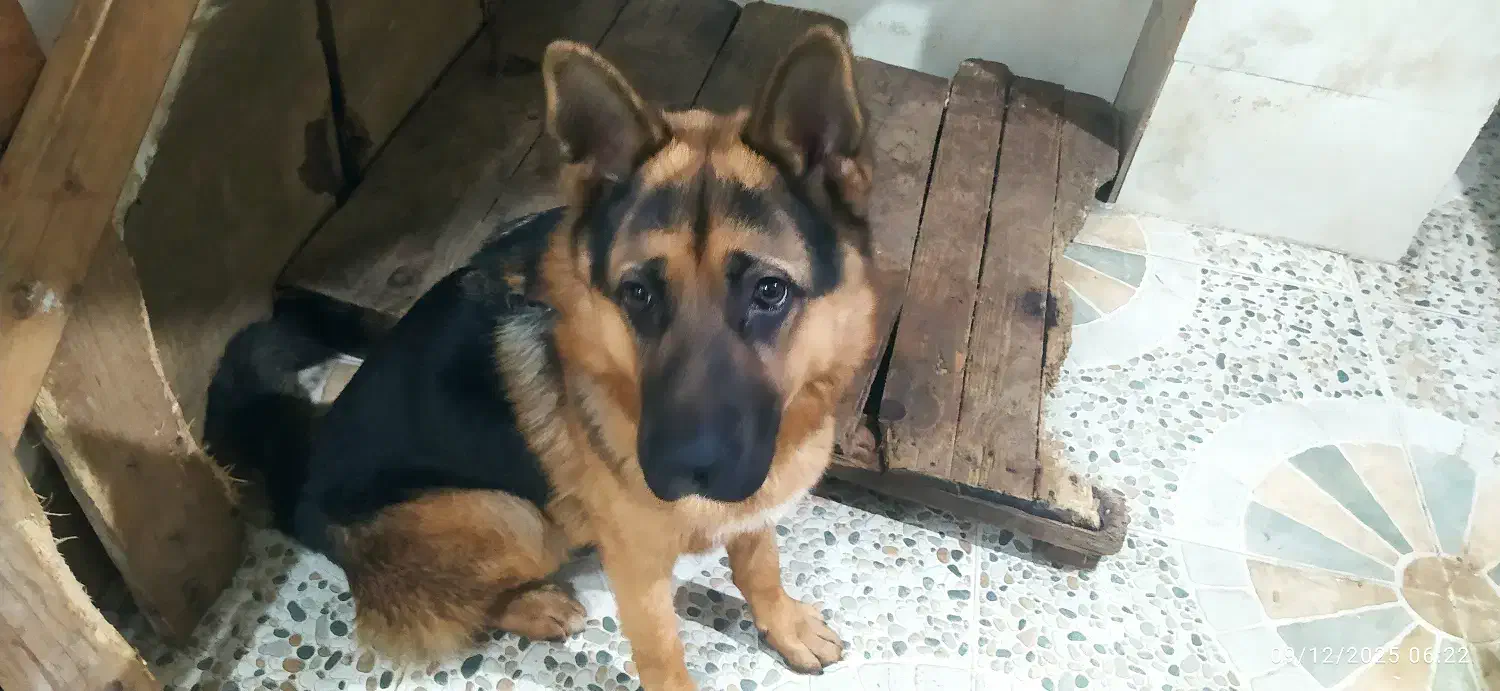 سگ ژرمن|سگ|رودسر, |دیوار