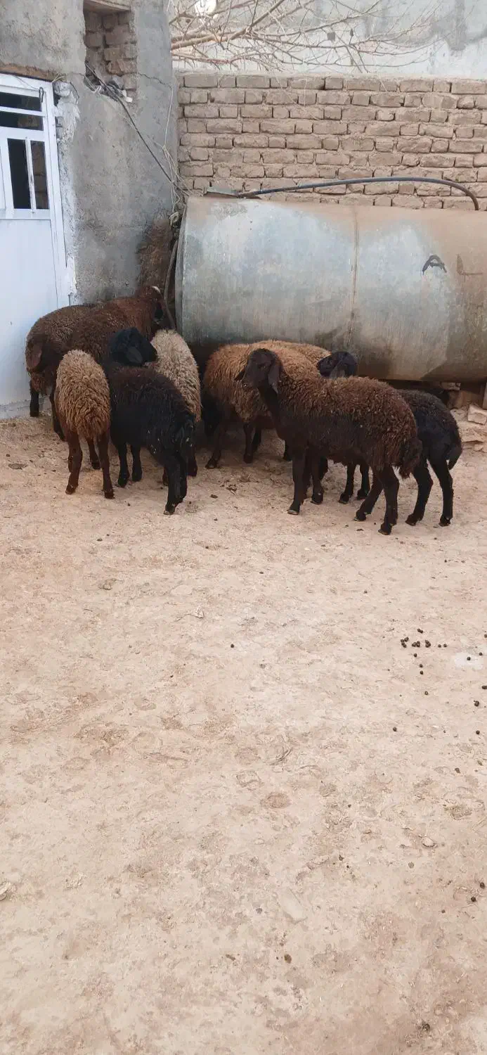 بره نر|حیوانات مزرعه|قیدار, |دیوار