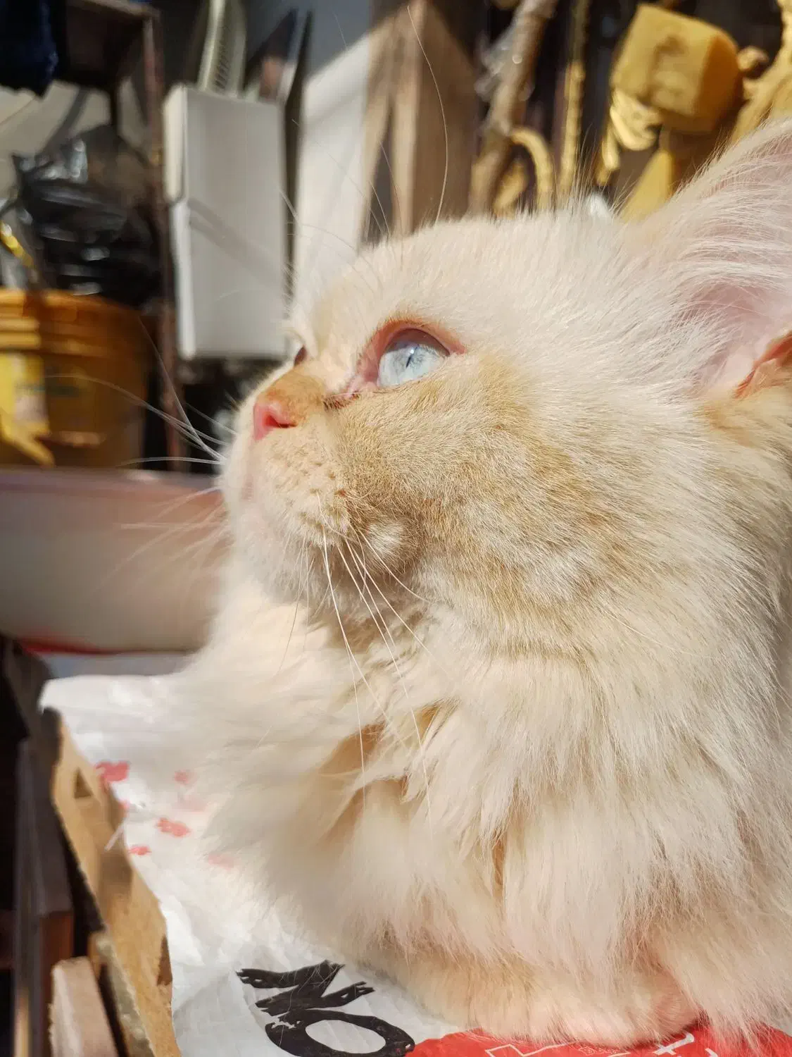 گربه پرشین|گربه|بندر ماهشهر, |دیوار