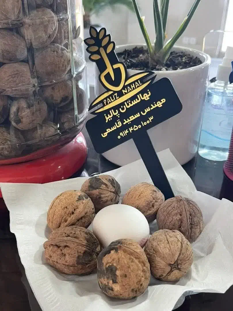 نهالستان گردو و انواع ارقام نهال سردسیر پالیز|خدمات باغبانی و درختکاری|بستان آباد, |دیوار