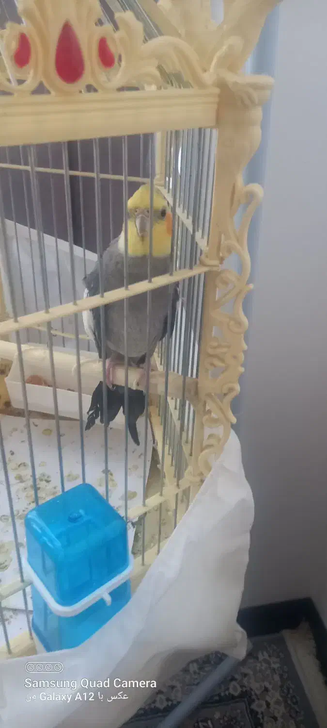 عروس هلندی نر و ماده|پرنده|تهران, جلیلی|دیوار