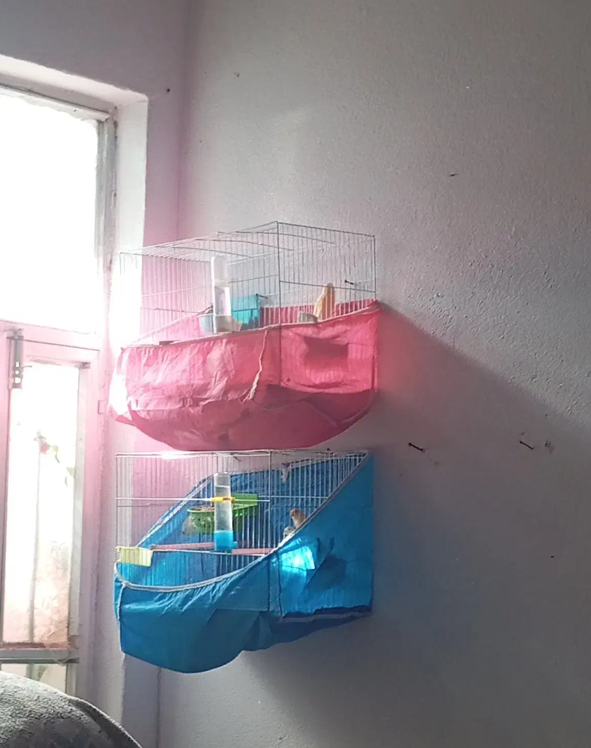 قناری|پرنده|لاران, |دیوار