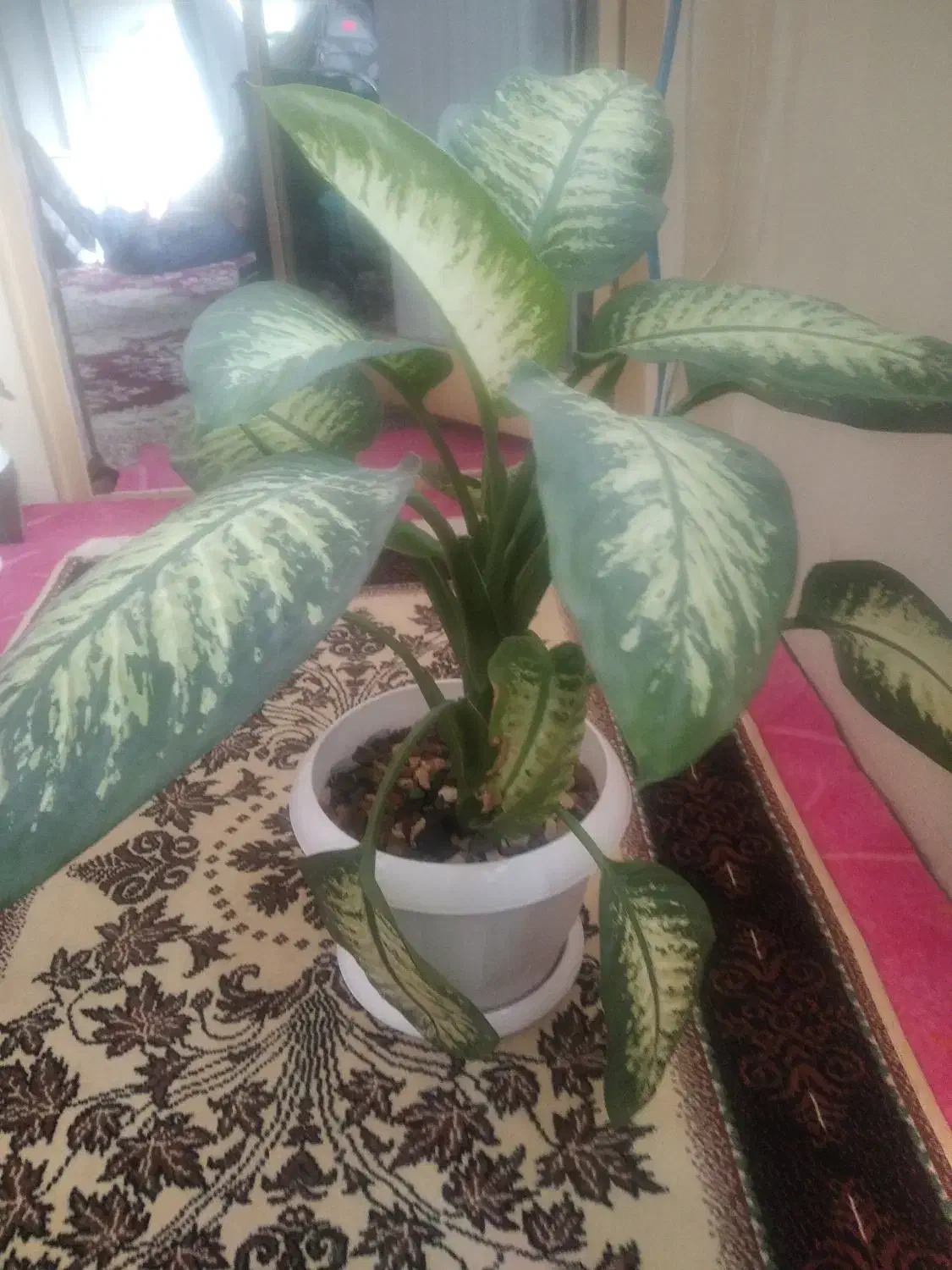 گل خانگی|گل و گیاه طبیعی|فولادشهر, B5|دیوار