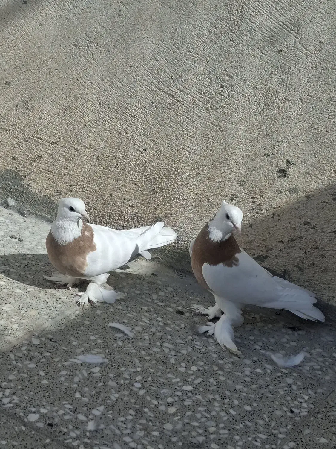 طوقی به شرط تخم و جوجه|پرنده|قم, حاج زینل|دیوار