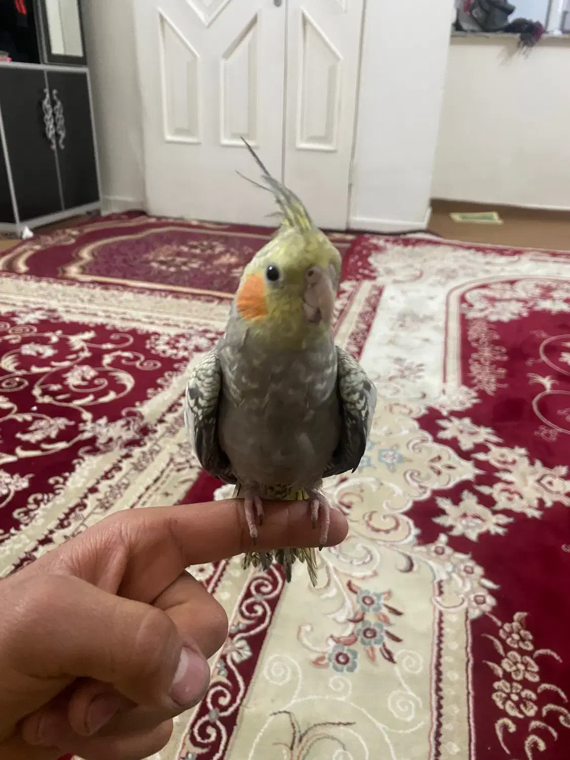 عروس هلندی|پرنده|ری, بازار آهن|دیوار