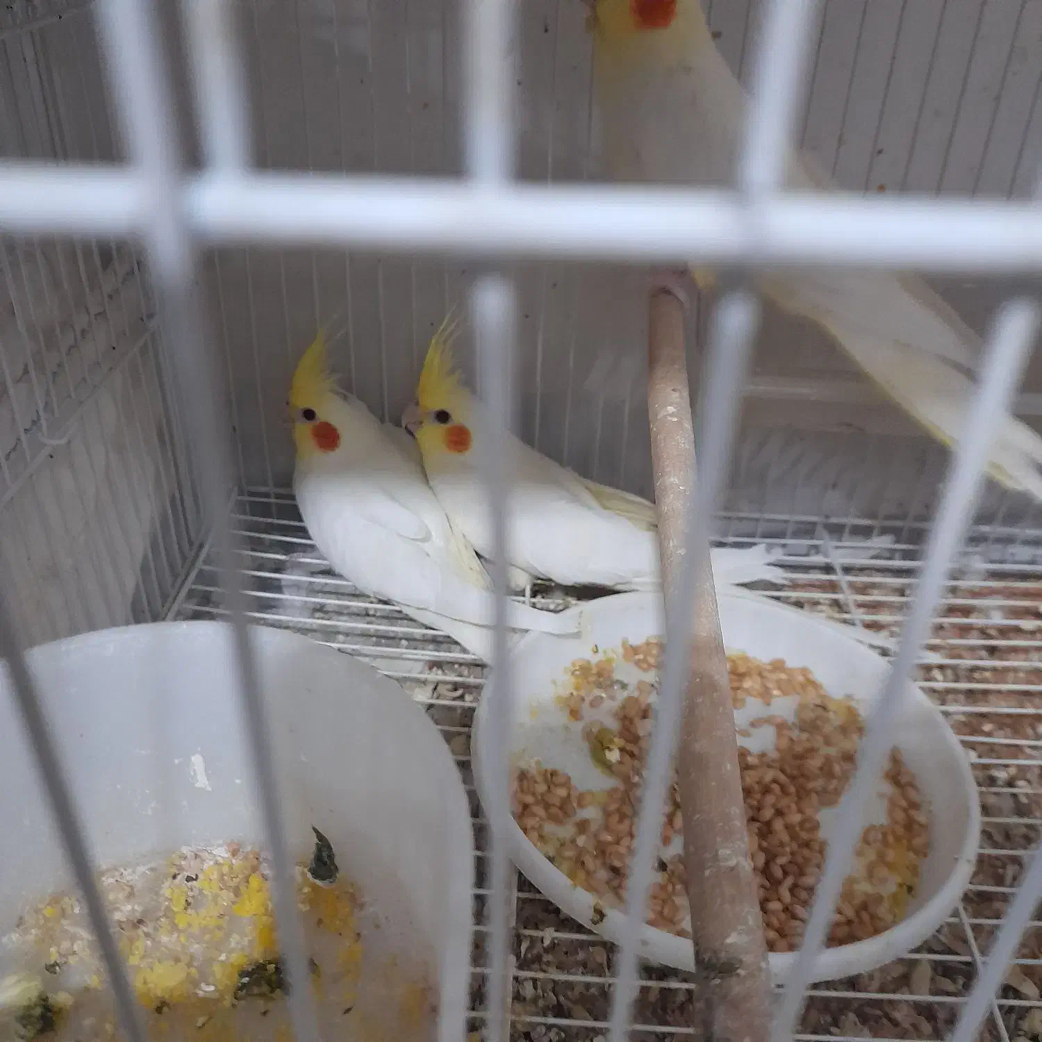 عروس هلندی لوتینو جوجه|پرنده|مشهد, کشف|دیوار