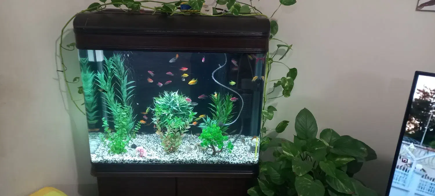 آکواریوم|ماهی|کاشان, شهرک خاتم الانبیا (مسکن ملی کاشان)|دیوار