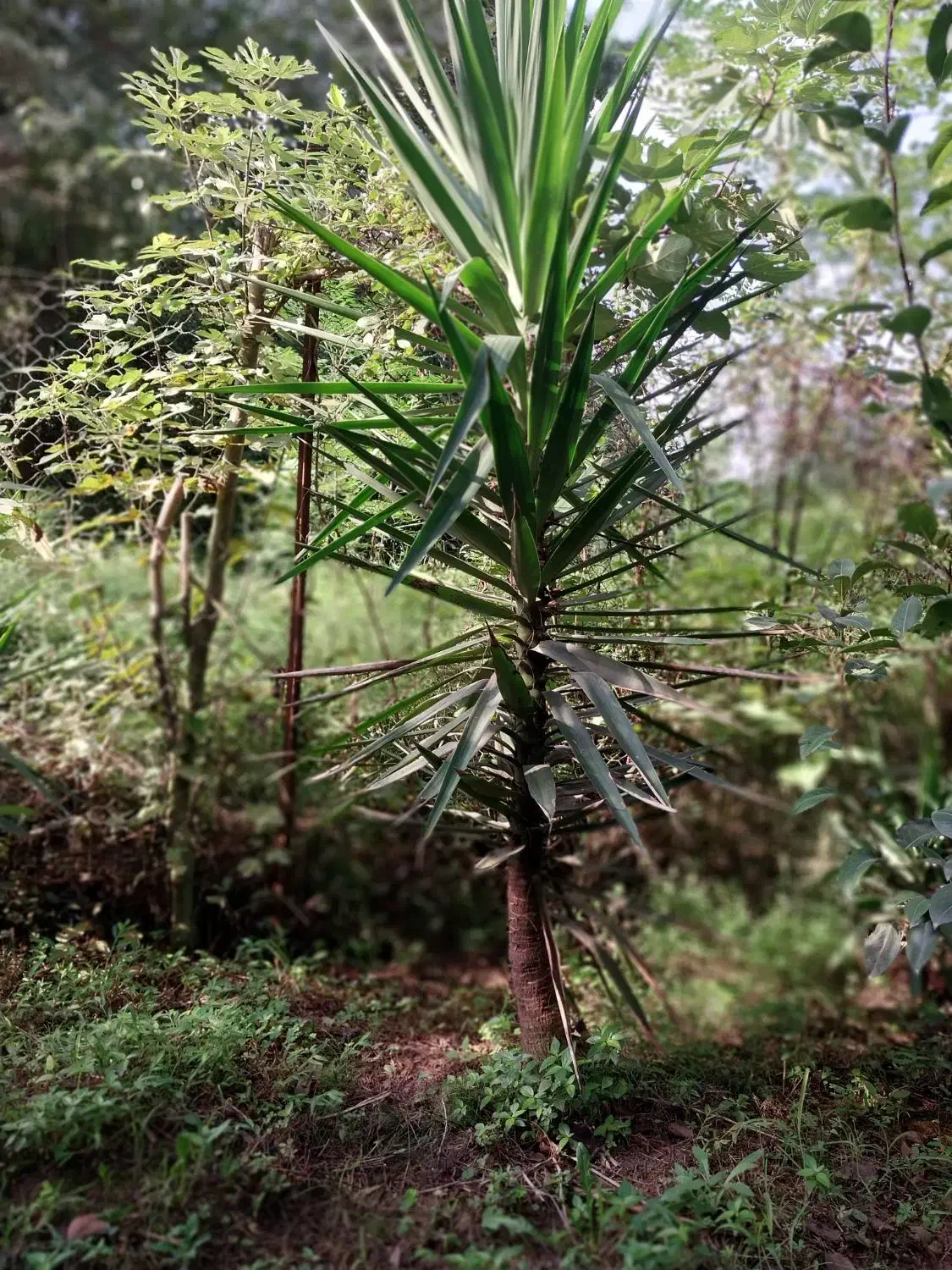یوکا چند ساله|گل و گیاه طبیعی|رشت, حومه رشت|دیوار