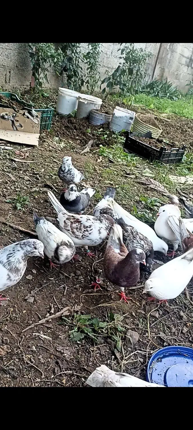 کفتر کبوتر|پرنده|رشت, یخسازی|دیوار