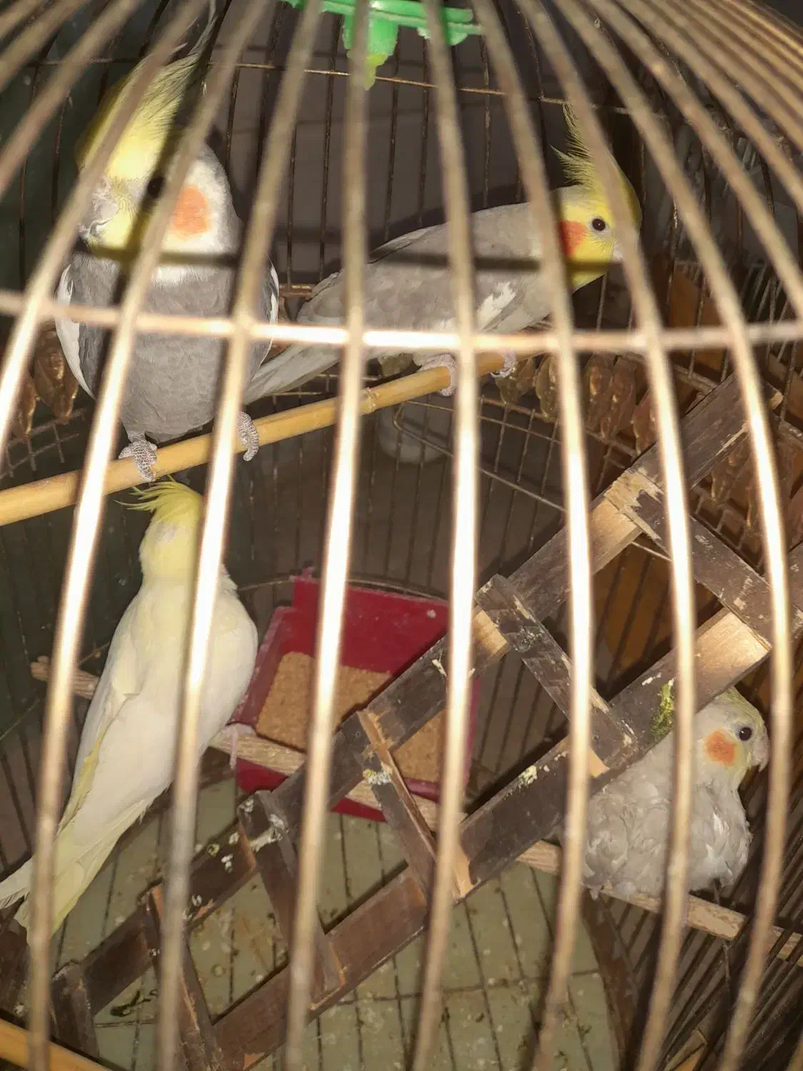 ۶تا عروس هلندی دوتاش حرف زن|پرنده|قم, زاویه|دیوار