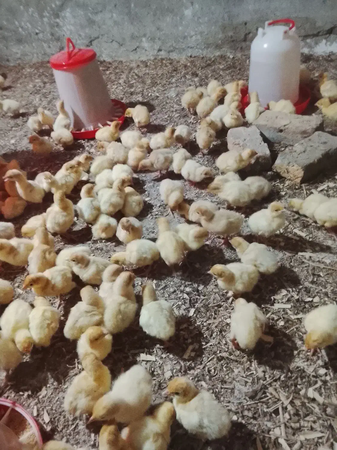 جوجه بوقلمون بیوتی ۶ اصل|حیوانات مزرعه|گنبد کاووس, |دیوار