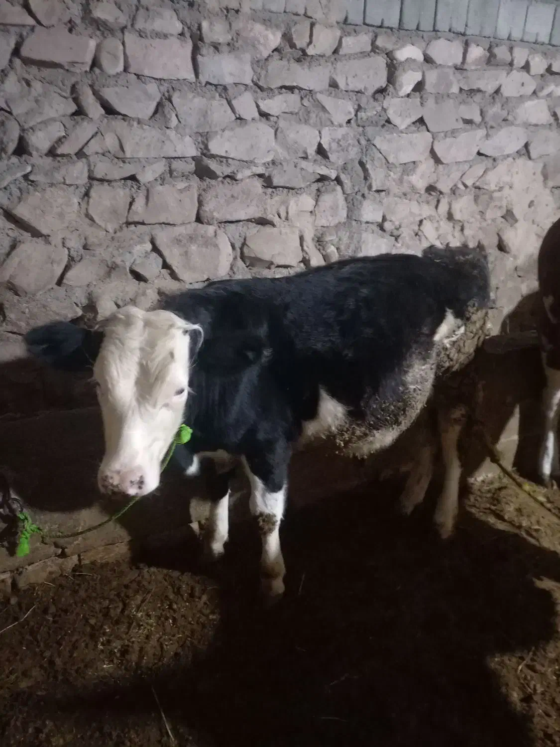 نر گوساله|حیوانات مزرعه|تبریز, |دیوار