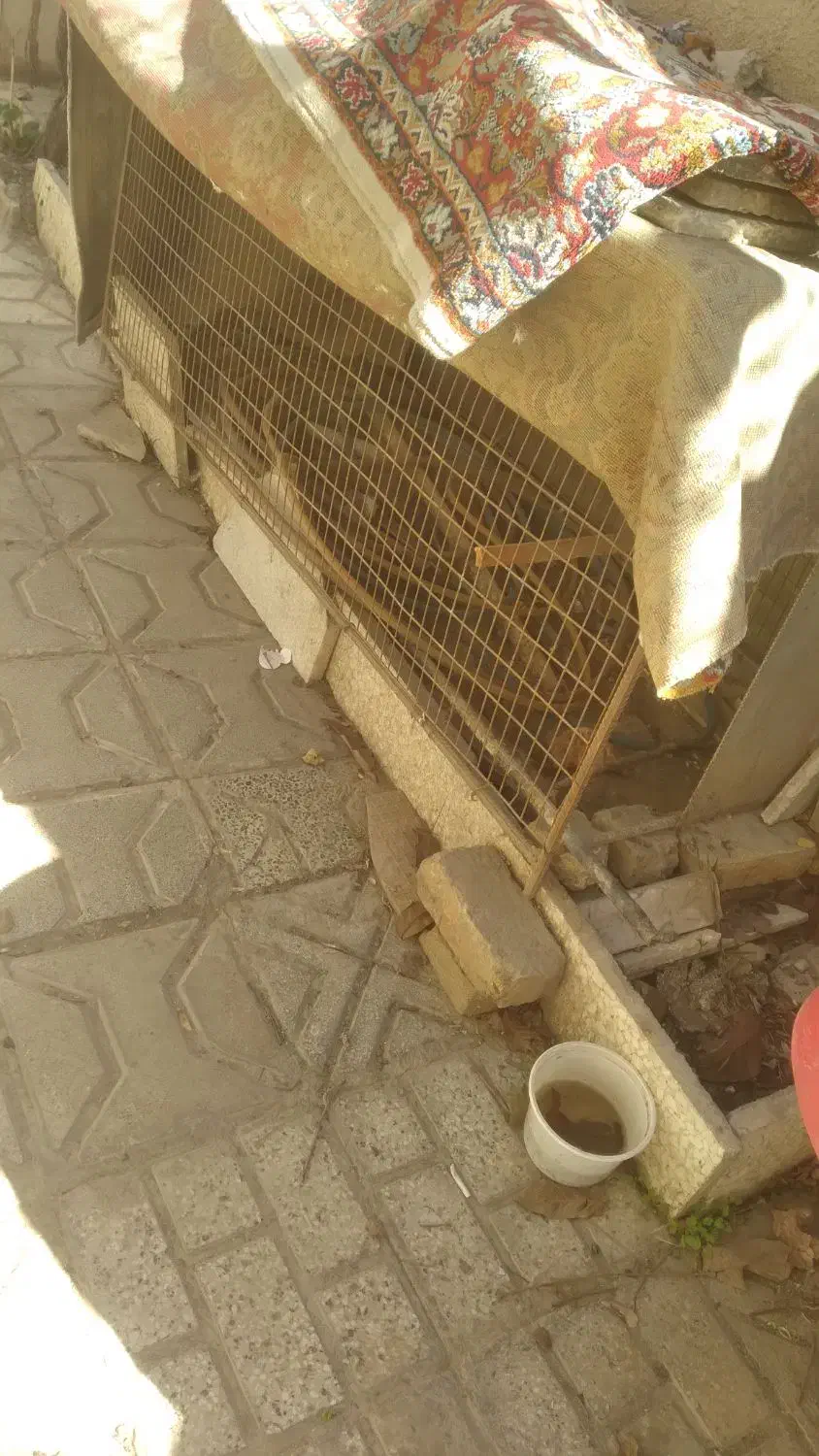 قفس مرغ|لوازم جانبی حیوانات|چناران, |دیوار