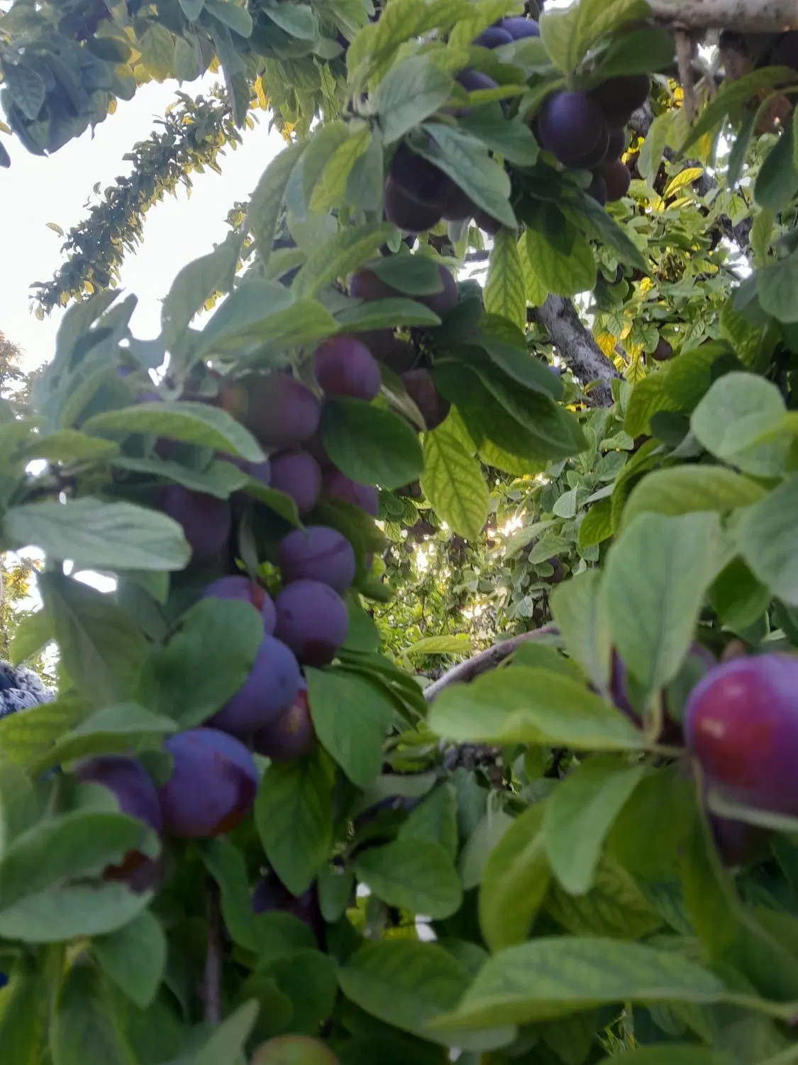 درختی|خوردنی و آشامیدنی|دامغان, |دیوار