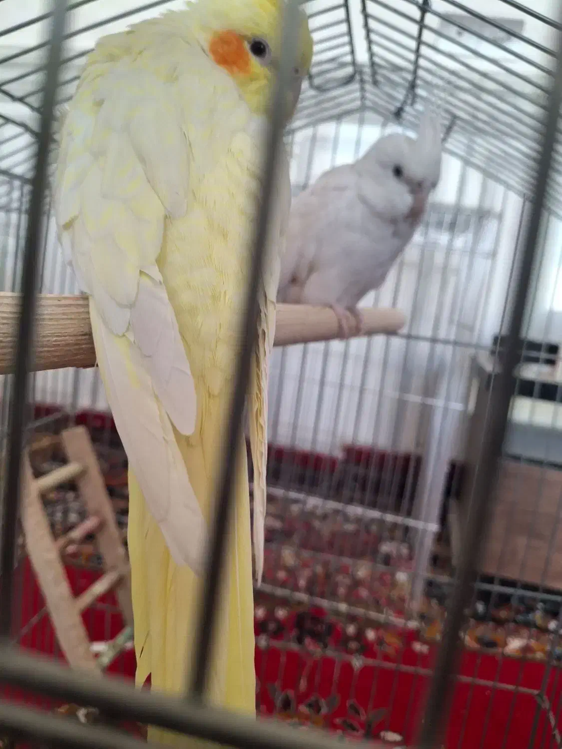 عروس هلندی و گرینچیک|پرنده|قرچک, مهدیه|دیوار