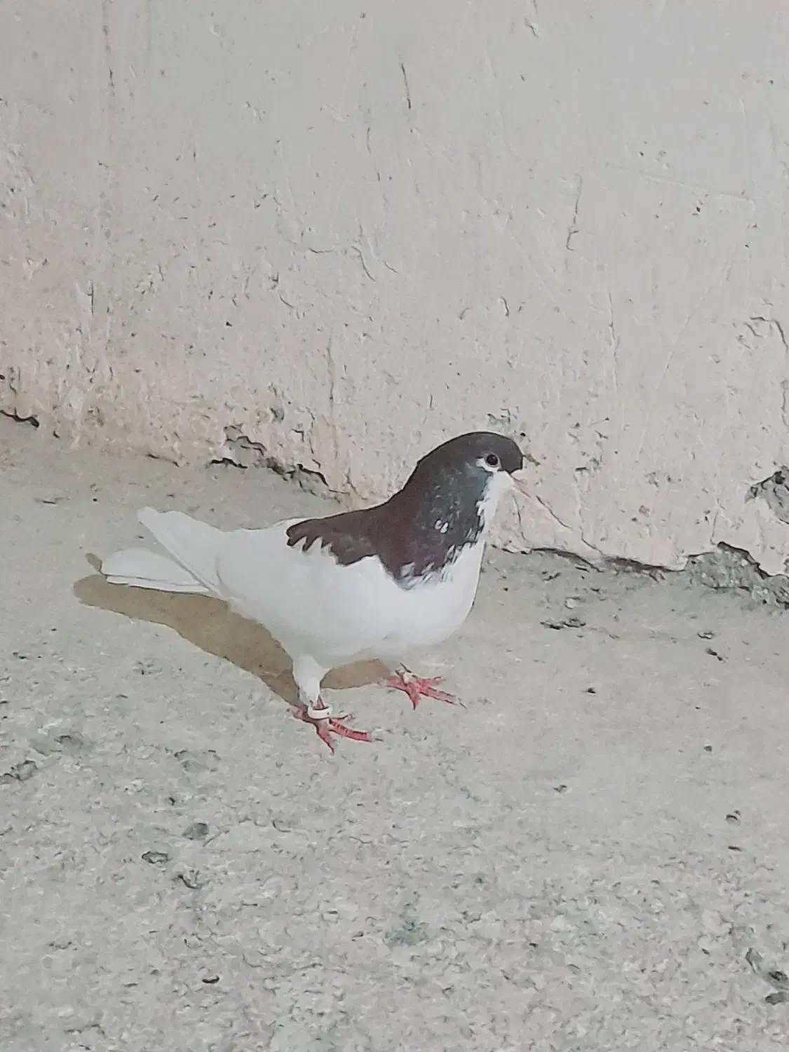 کبوتر|پرنده|خرمشهر, |دیوار