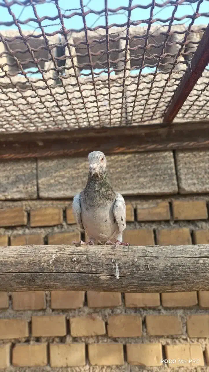 سه تا نر دورگ|پرنده|بهبهان, |دیوار