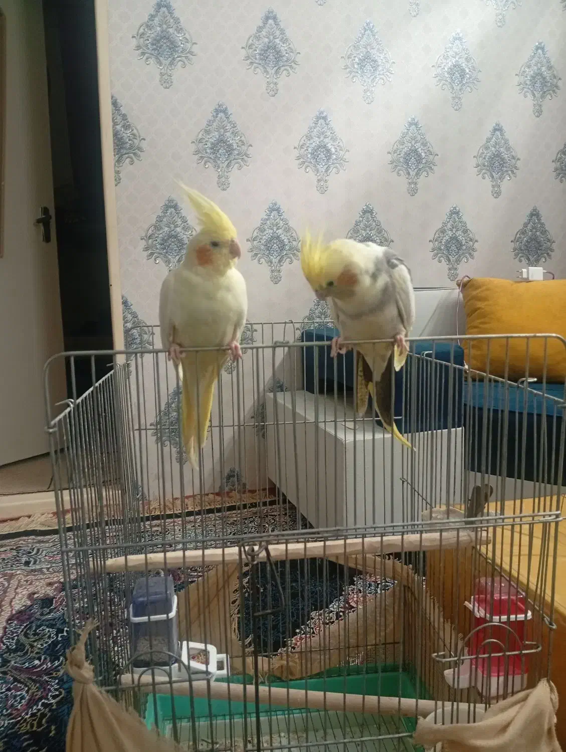 فروش یک جفت عروس هلندی نر و ماده با دو عدد جوجه|پرنده|قزوین, |دیوار
