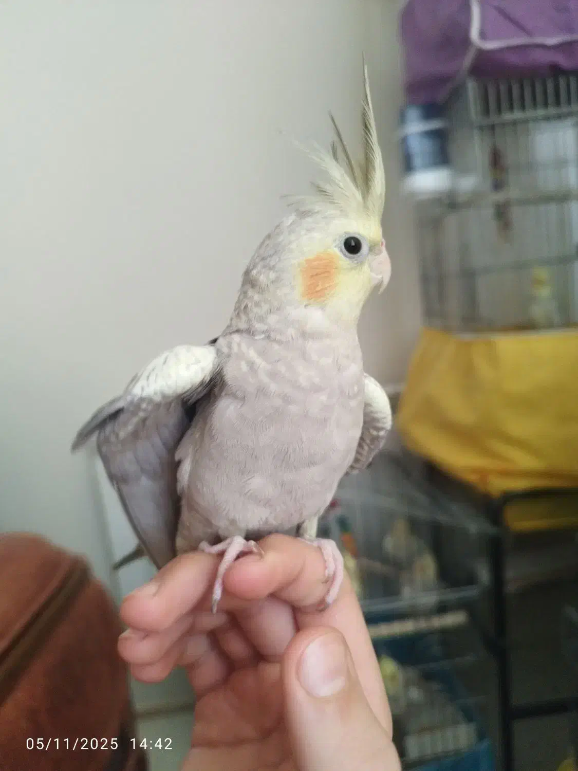 فروش عروس هلندی ۶عدد همه یکجا|پرنده|قزوین, |دیوار