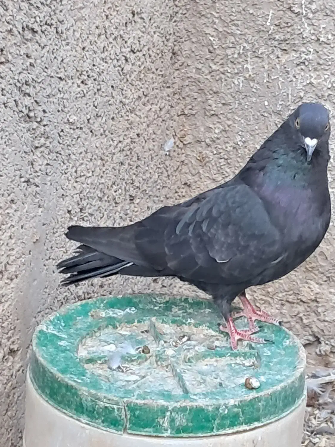 کبوتر پرشی|پرنده|رامند, |دیوار