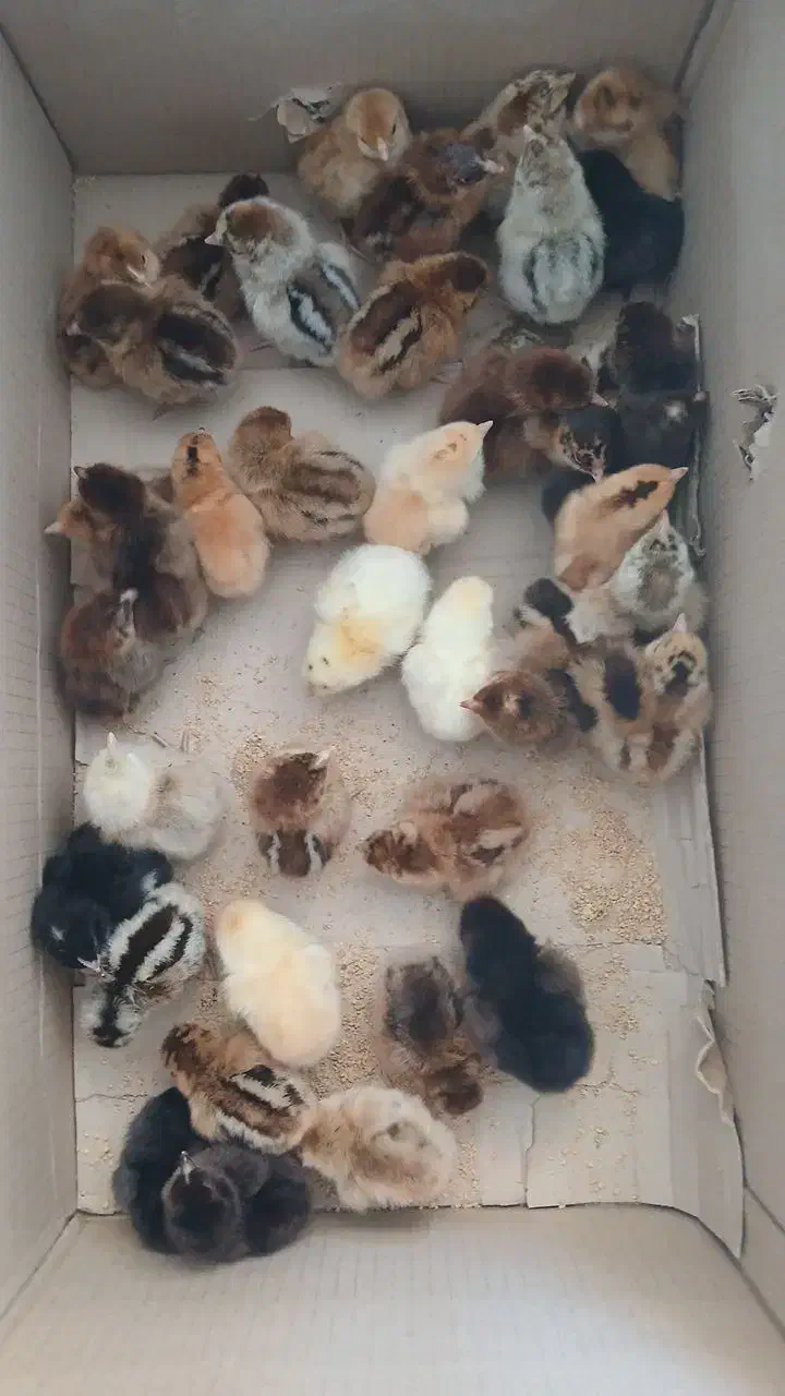 جوجه محلی|حیوانات مزرعه|سیمین شهر, |دیوار