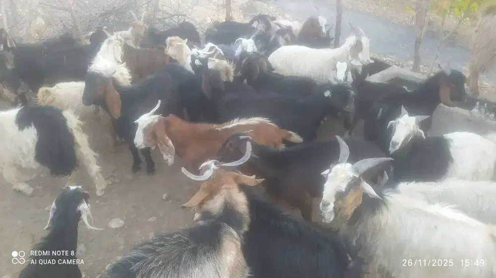 بزغاله نر و ماده|حیوانات مزرعه|دورود, |دیوار