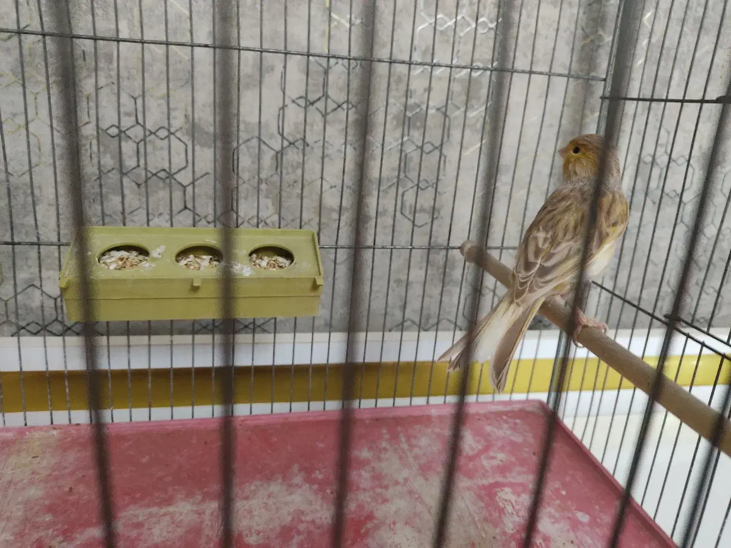 قناری ماده|پرنده|تبریز, |دیوار