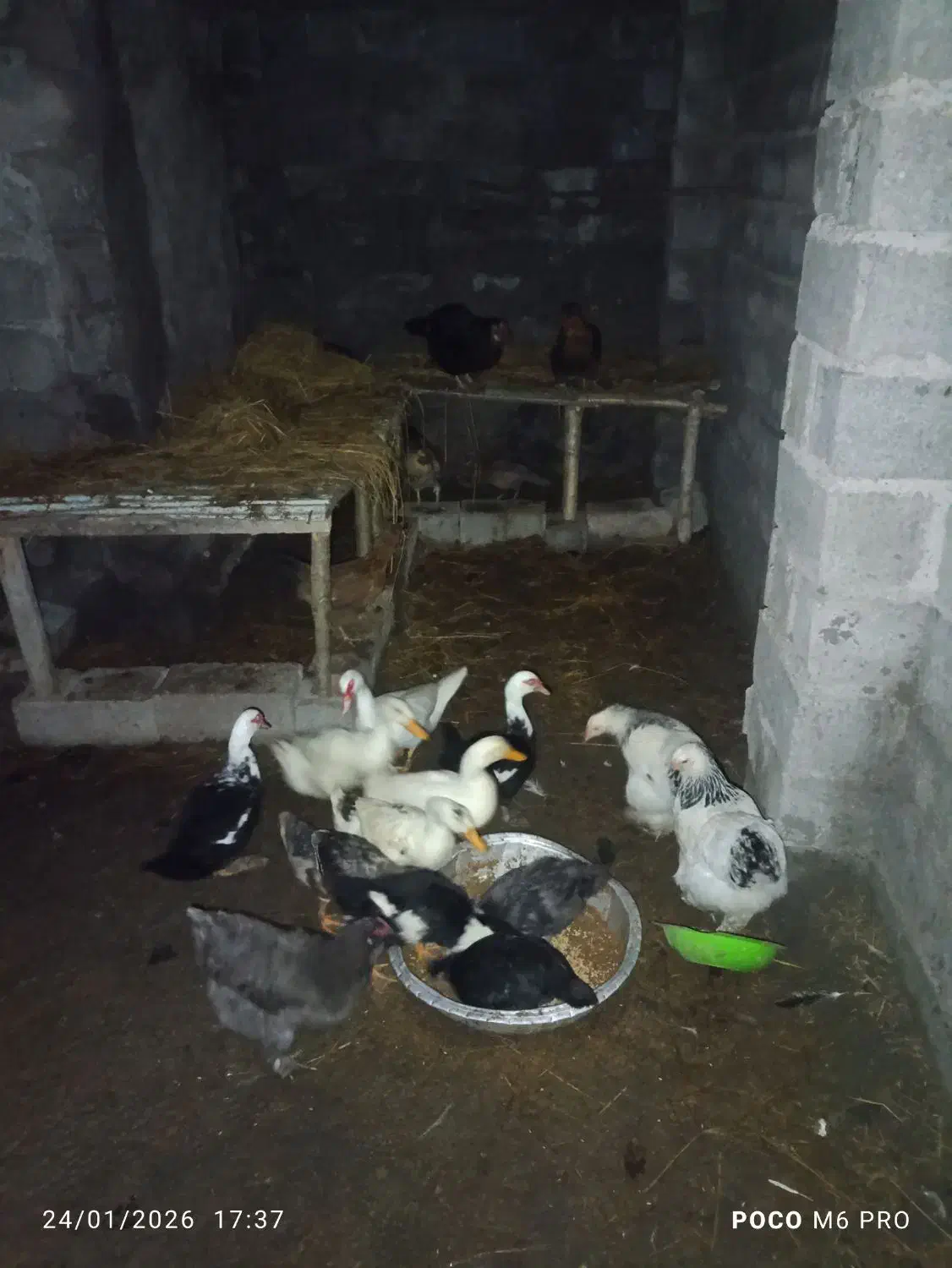 اردک  پرنده حیوان|حیوانات مزرعه|لاهیجان, قیام|دیوار