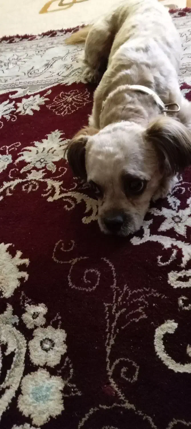 سگ نژاد میکس شیتزو تریر|سگ|اصفهان, سرتاوه|دیوار