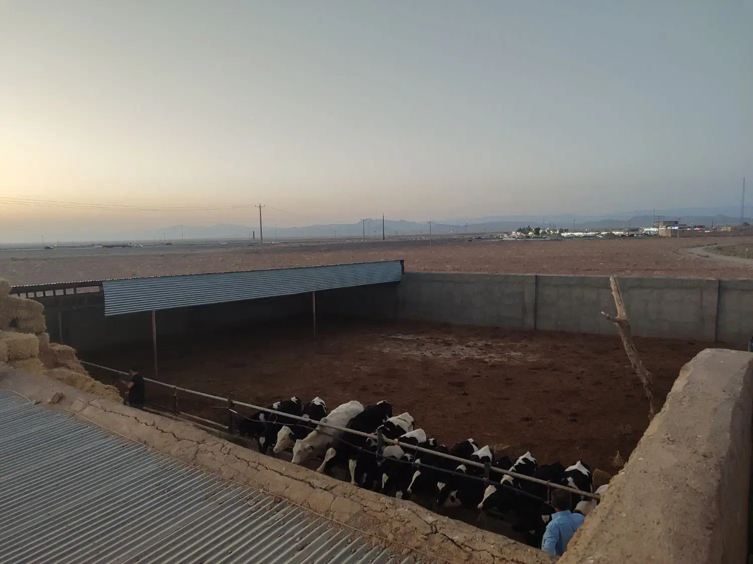 گاوداری صنعتی همراه باغ پسته|فروش دفتر صنعتی، کشاورزی، تجاری|شادمهر, |دیوار