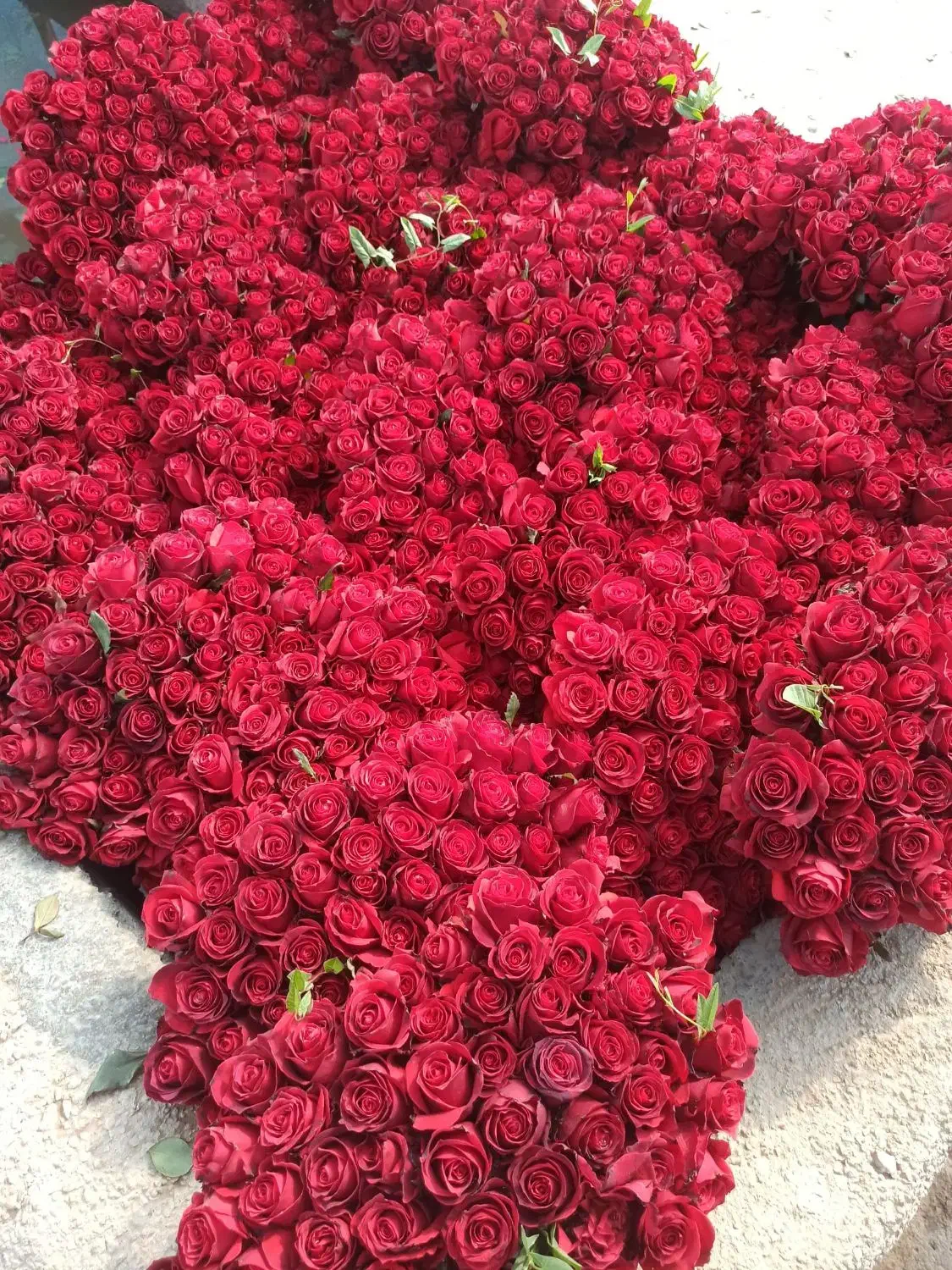 تخفیف ویژه داودی|گل و گیاه طبیعی|قائمشهر, |دیوار