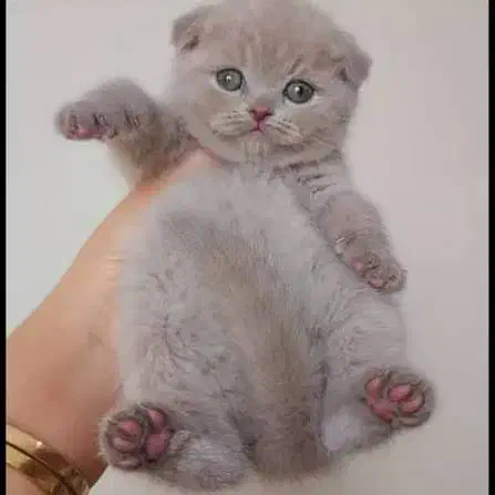 اسکاتیش و بریتیش|گربه|ارومیه, |دیوار