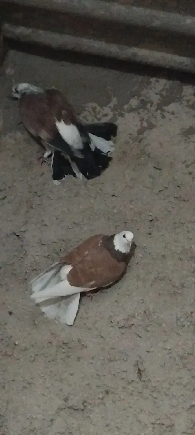 کبوتر پرشی|پرنده|بهشهر, |دیوار