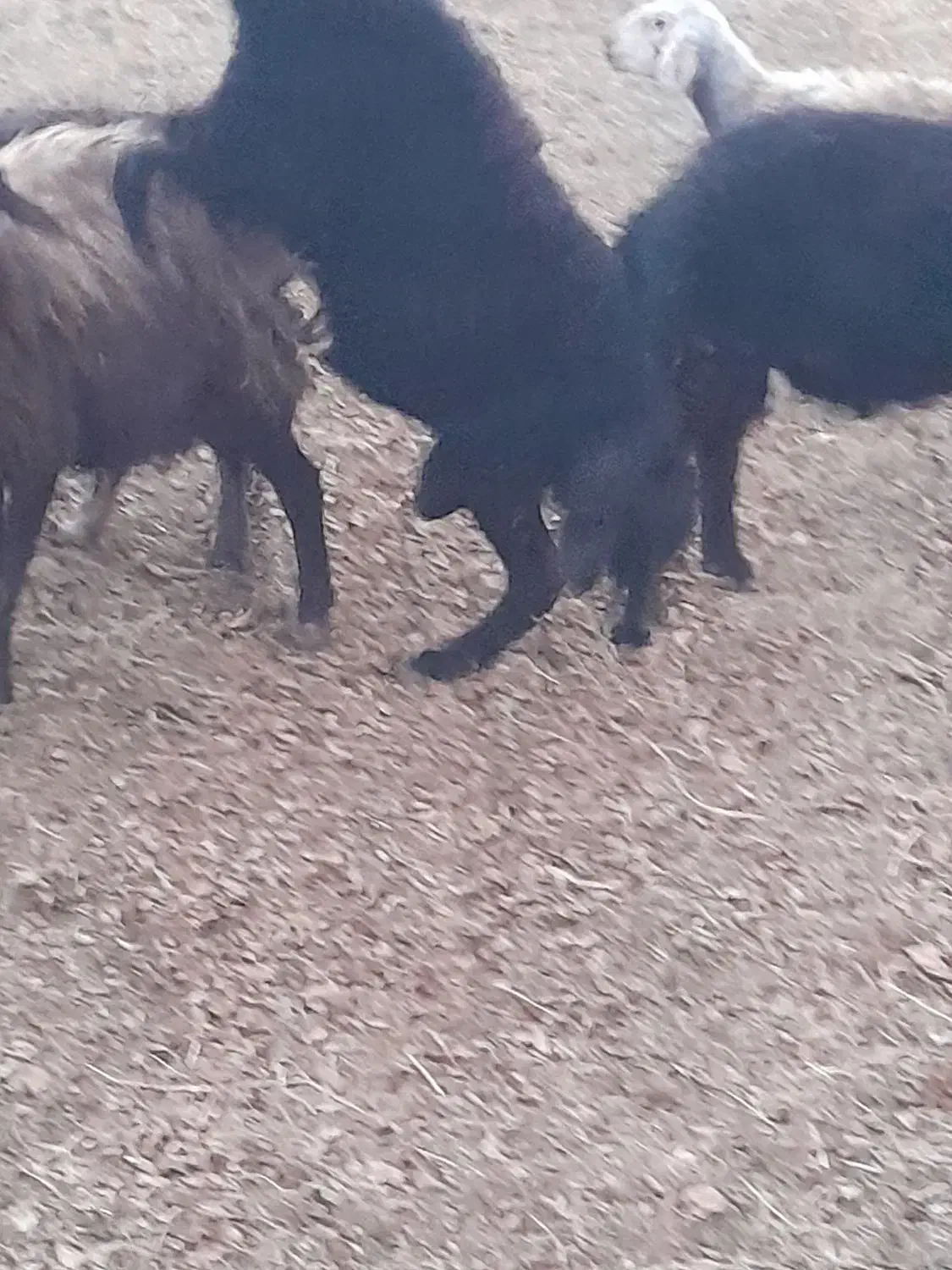 قوچ|حیوانات مزرعه|ارومیه, |دیوار