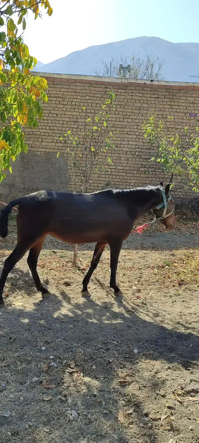 اسب مادیان همراه با کره قاطر|اسب و تجهیزات اسب‌سواری|شیروان (خراسان), |دیوار