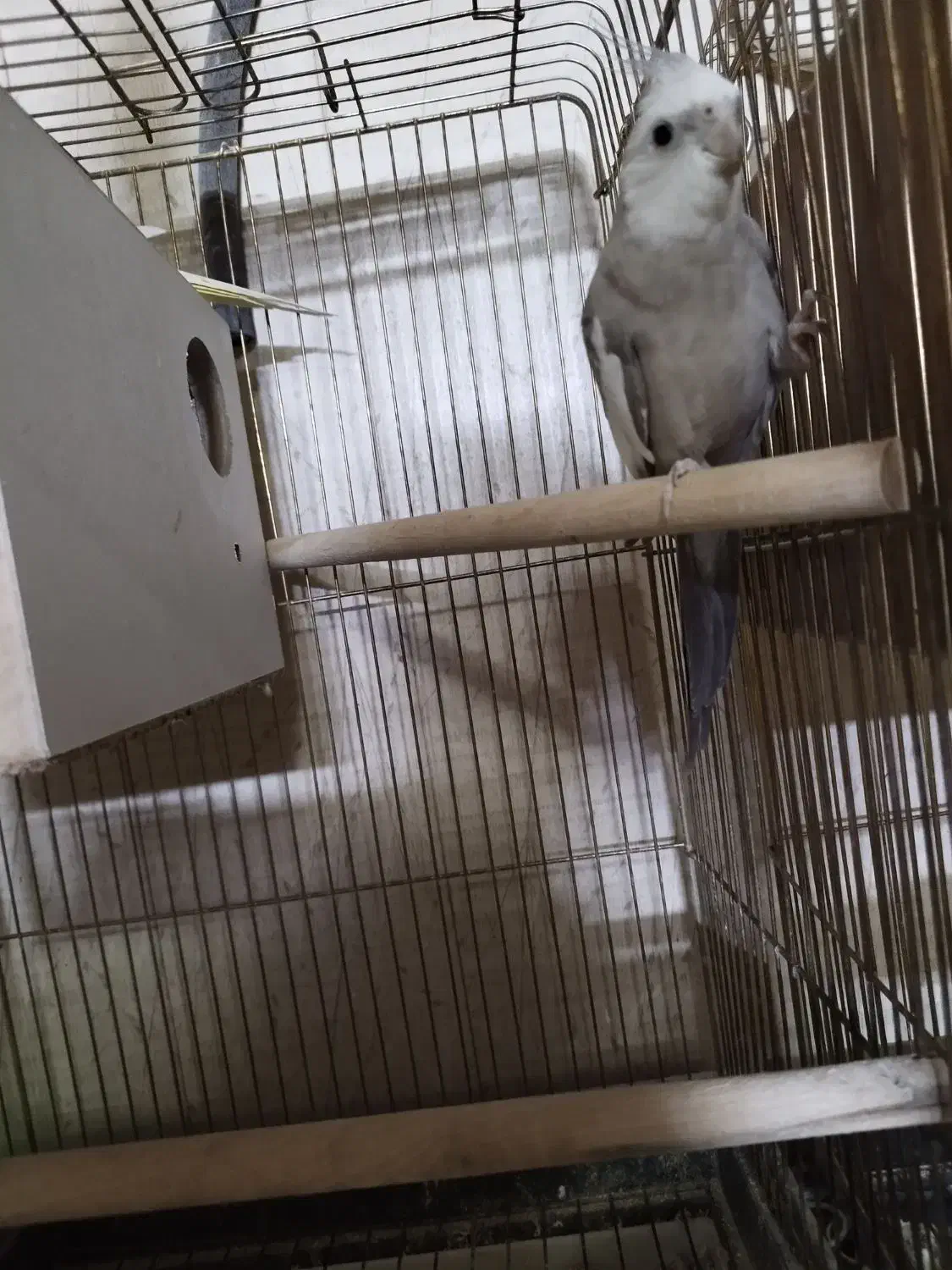 عروس هلندی مولد|پرنده|کاشان, باغ ماجد|دیوار