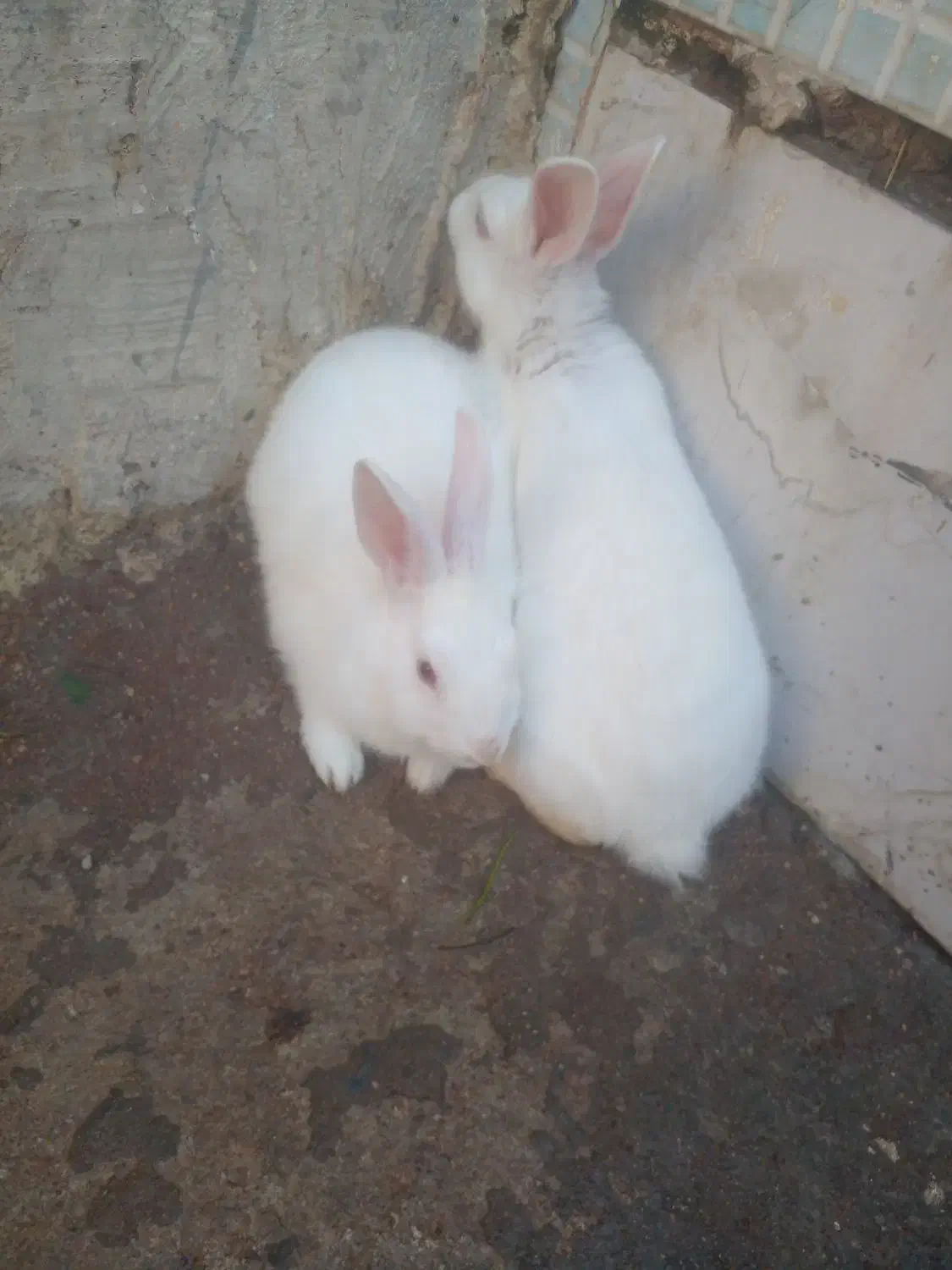 خرگوش|موش و خرگوش|مسجد سلیمان, |دیوار