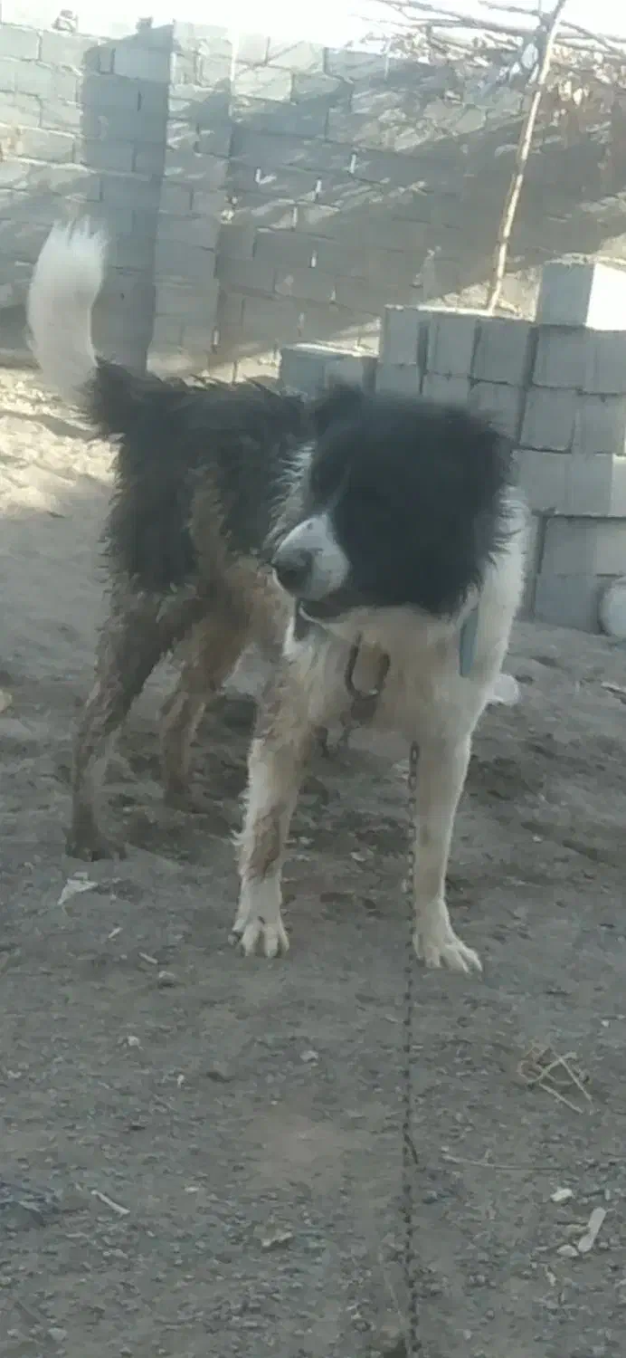 واگذاری سگ قدرجونی|سگ|سیرجان, |دیوار