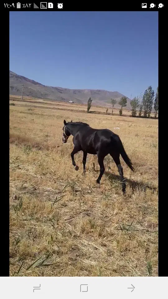 مادیان  ترک درشوری|اسب و تجهیزات اسبسواری|قیدار, |دیوار